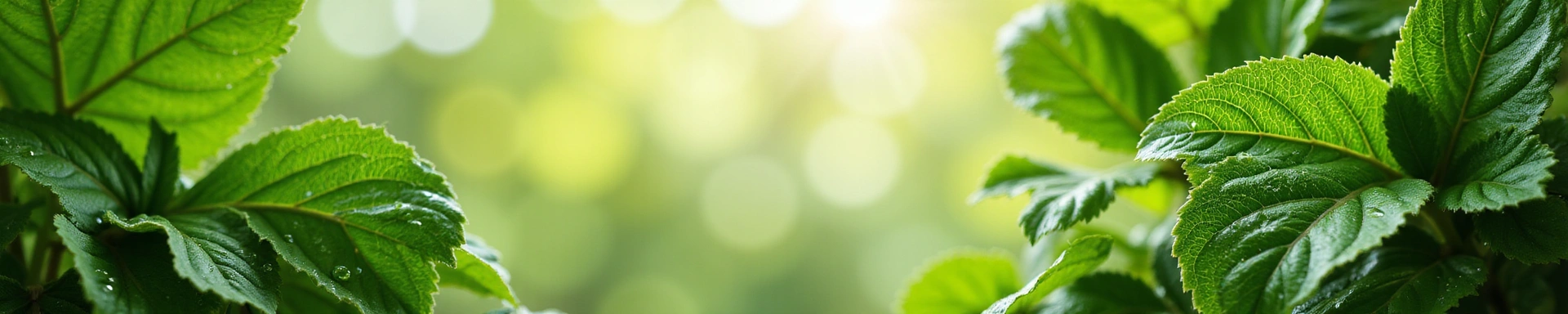 Natural ingredients for health and beauty